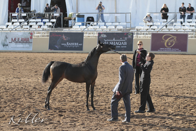 2012 Scottsdale Show | Days 1 & 2