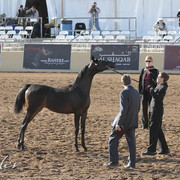 2012 Scottsdale Show | Days 1 & 2