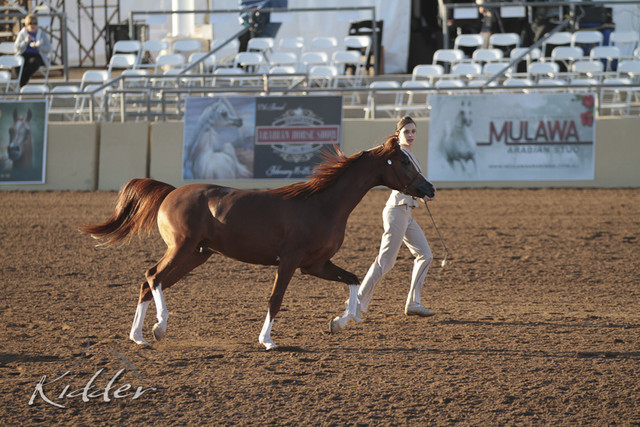 2012 Scottsdale Show | Days 1 & 2