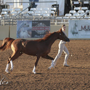 2012 Scottsdale Show | Days 1 & 2