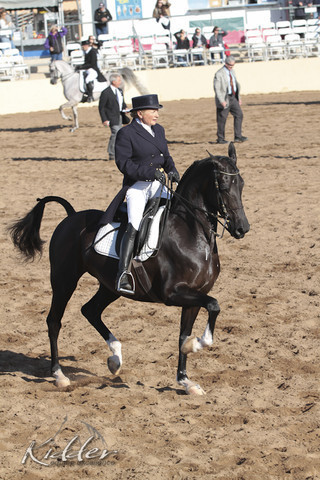 2012 Scottsdale Show | Days 1 & 2