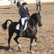 2012 Scottsdale Show | Days 1 & 2