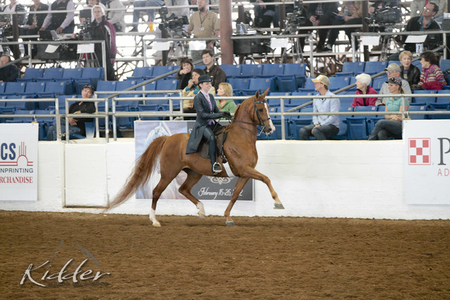 2012 Scottsdale Show | Days 1 & 2