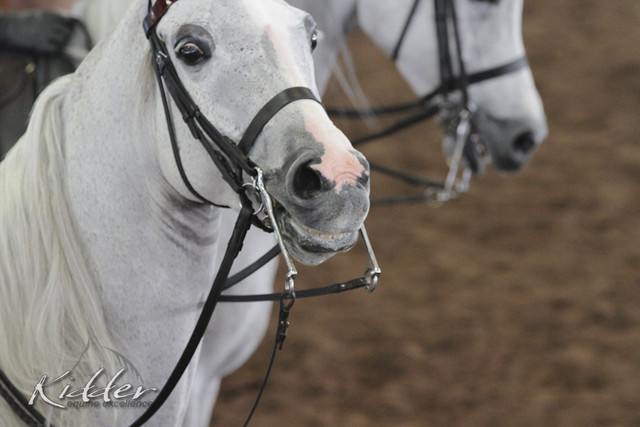2012 Scottsdale Show | Days 1 & 2