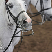 2012 Scottsdale Show | Days 1 & 2
