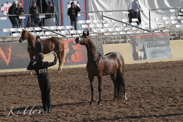 2012 Scottsdale Show | Days 1 & 2