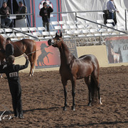 2012 Scottsdale Show | Days 1 & 2