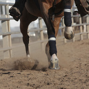 2012 Scottsdale Show | Days 1 & 2
