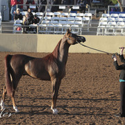 2012 Scottsdale Show | Days 1 & 2
