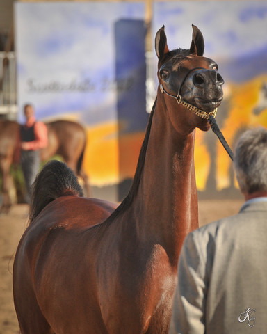 2012 Scottsdale Show Photos | Arare Photography