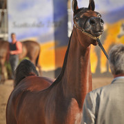 2012 Scottsdale Show Photos | Arare Photography