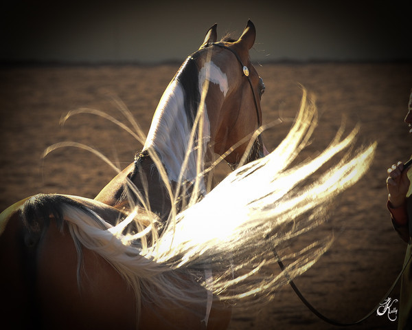 2012 Scottsdale Show Photos | Arare Photography