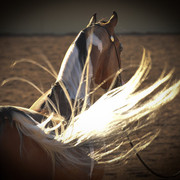 2012 Scottsdale Show Photos | Arare Photography