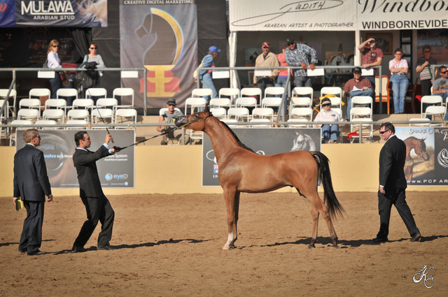 2012 Scottsdale Show Photos | Arare Photography