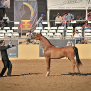2012 Scottsdale Show Photos | Arare Photography