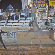2012 Scottsdale Show Photos | Arare Photography