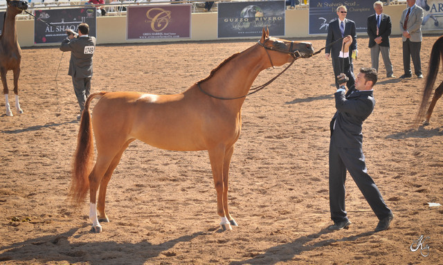2012 Scottsdale Show Photos | Arare Photography
