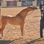 2012 Scottsdale Show Photos | Arare Photography