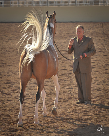 2012 Scottsdale Show Photos | Arare Photography