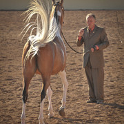 2012 Scottsdale Show Photos | Arare Photography