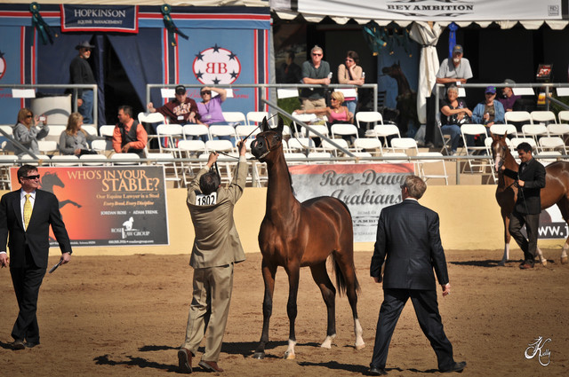 2012 Scottsdale Show Photos | Arare Photography