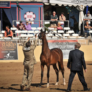 2012 Scottsdale Show Photos | Arare Photography