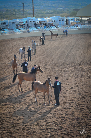 2012 Scottsdale Show Photos | Arare Photography