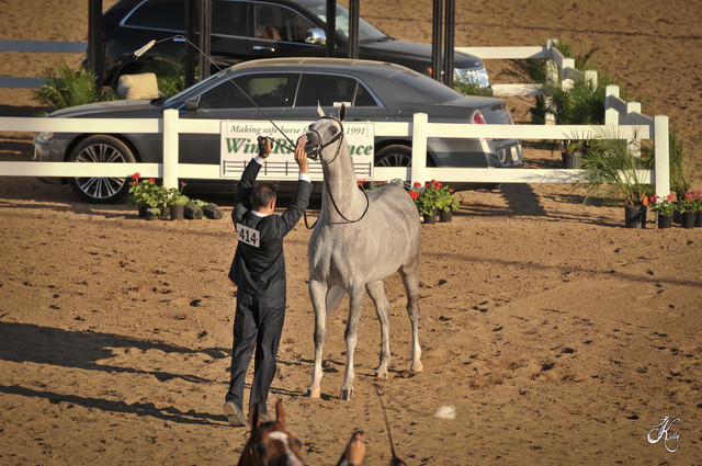 2012 Scottsdale Show Photos | Arare Photography