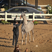 2012 Scottsdale Show Photos | Arare Photography
