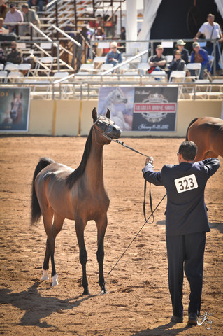 2012 Scottsdale Show Photos | Arare Photography