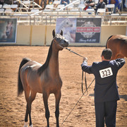 2012 Scottsdale Show Photos | Arare Photography