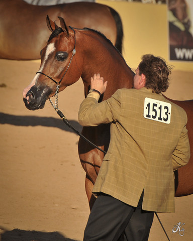 2012 Scottsdale Show Photos | Arare Photography