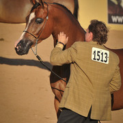2012 Scottsdale Show Photos | Arare Photography