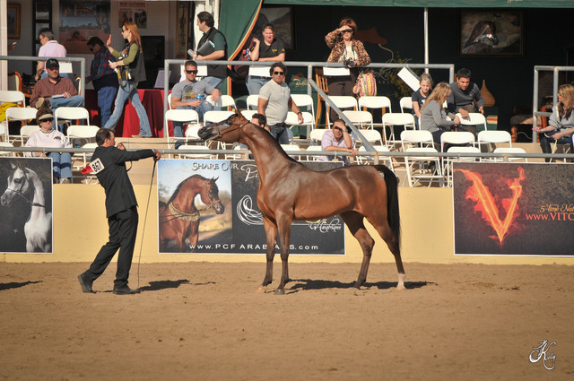 2012 Scottsdale Show Photos | Arare Photography