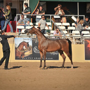 2012 Scottsdale Show Photos | Arare Photography