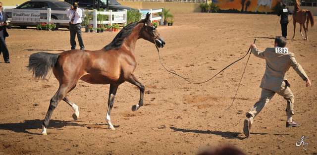 2012 Scottsdale Show Photos | Arare Photography