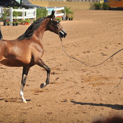 2012 Scottsdale Show Photos | Arare Photography