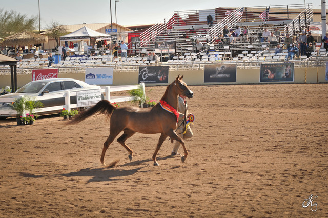 2012 Scottsdale Show Photos | Arare Photography