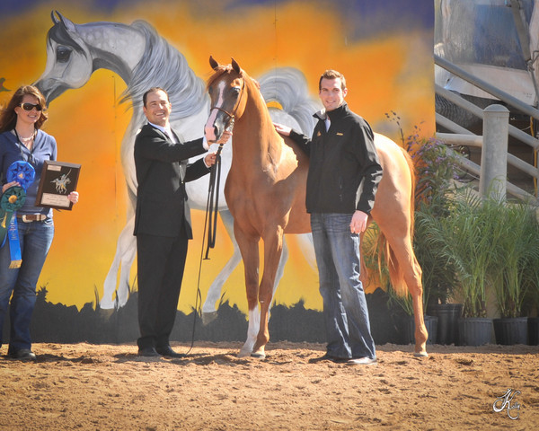 2012 Scottsdale Show Photos | Arare Photography