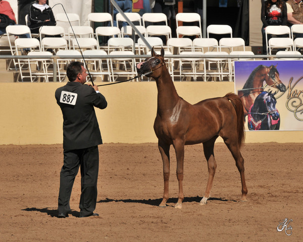 2012 Scottsdale Show Photos | Arare Photography