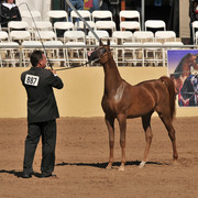 2012 Scottsdale Show Photos | Arare Photography