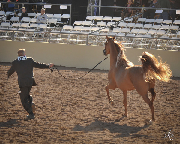 2012 Scottsdale Show Photos | Arare Photography