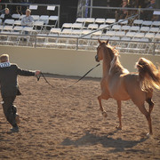 2012 Scottsdale Show Photos | Arare Photography