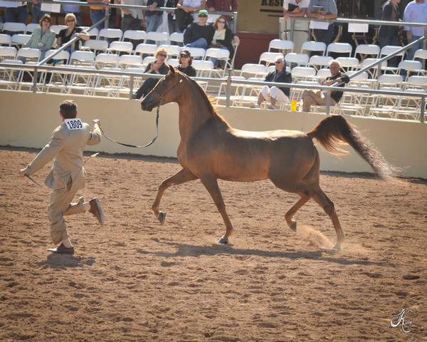 2012 Scottsdale Show Photos | Arare Photography