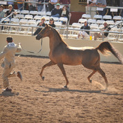 2012 Scottsdale Show Photos | Arare Photography
