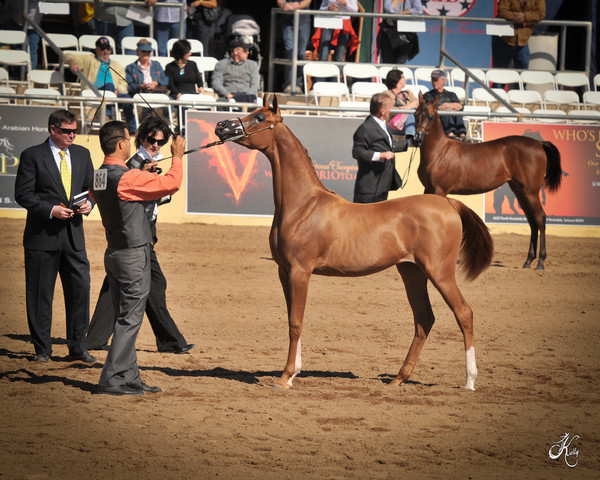 2012 Scottsdale Show Photos | Arare Photography