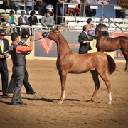 2012 Scottsdale Show Photos | Arare Photography