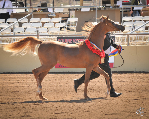 2012 Scottsdale Show Photos | Arare Photography
