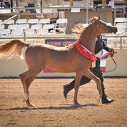 2012 Scottsdale Show Photos | Arare Photography