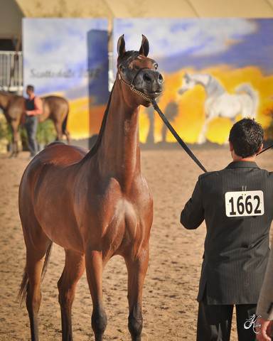 2012 Scottsdale Show Photos | Arare Photography